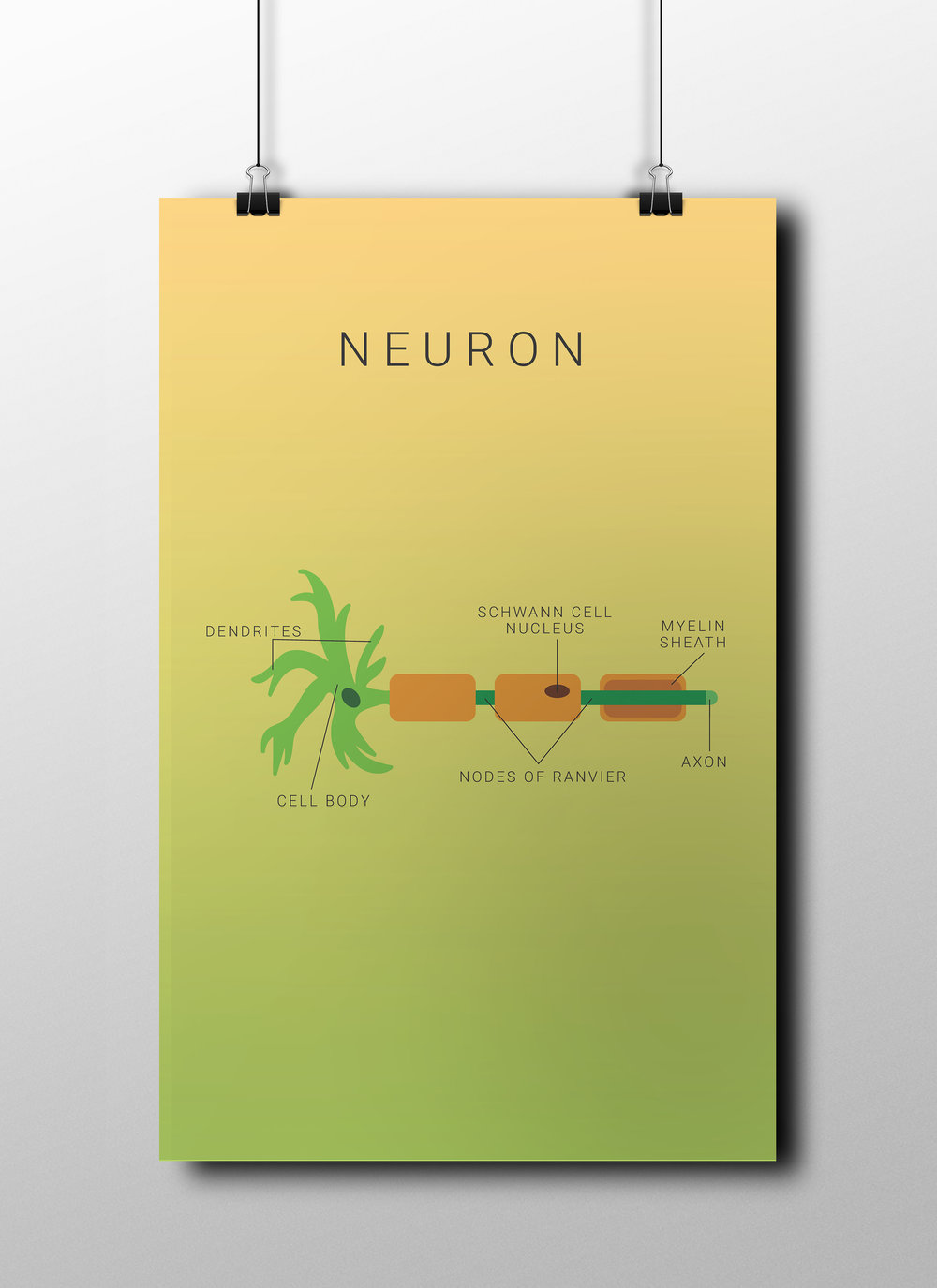 neuron1