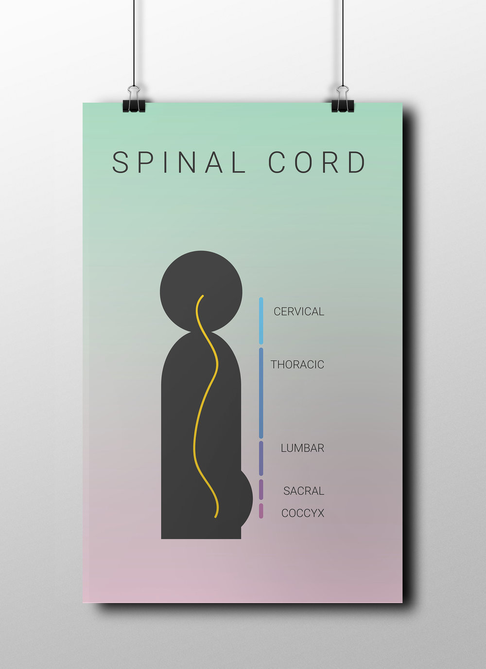 spinal+cord